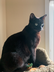 Reunited Male Cat last seen Bascom & Fruitdale, San Jose, CA 95128