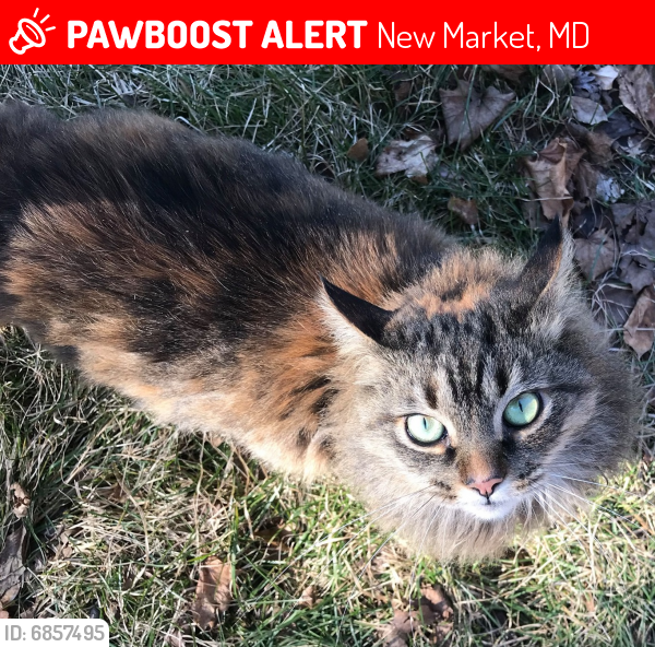 Lost Female Cat last seen Old National Pike, near Prospect St and 8th Alley, New Market, MD 21774