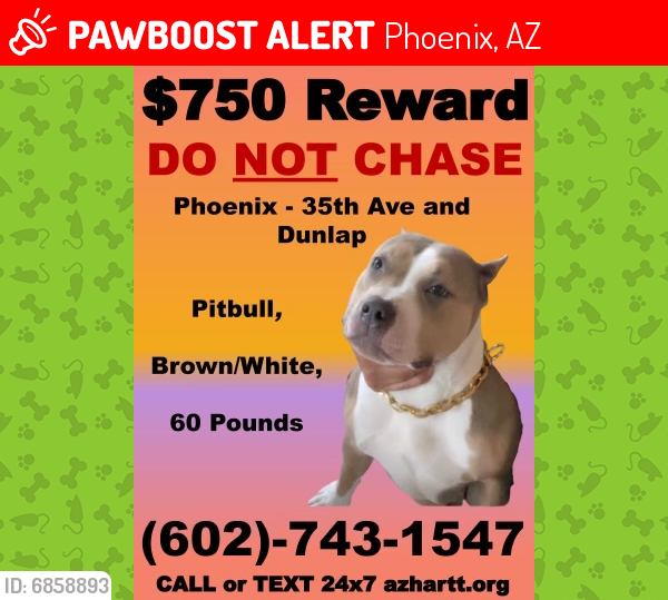 Lost Female Dog last seen 39TH Ave and Dunlap, Cactus Wren neighborhood , Phoenix, AZ 85051