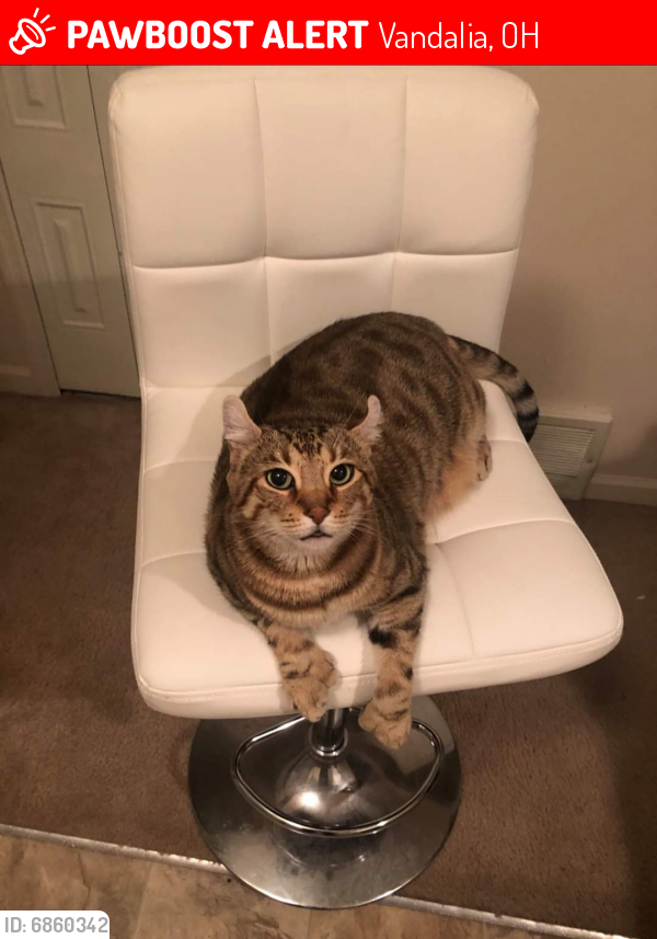 Lost Female Cat last seen Near E National and Larry Ave. Speedway, Vandalia, OH 45377
