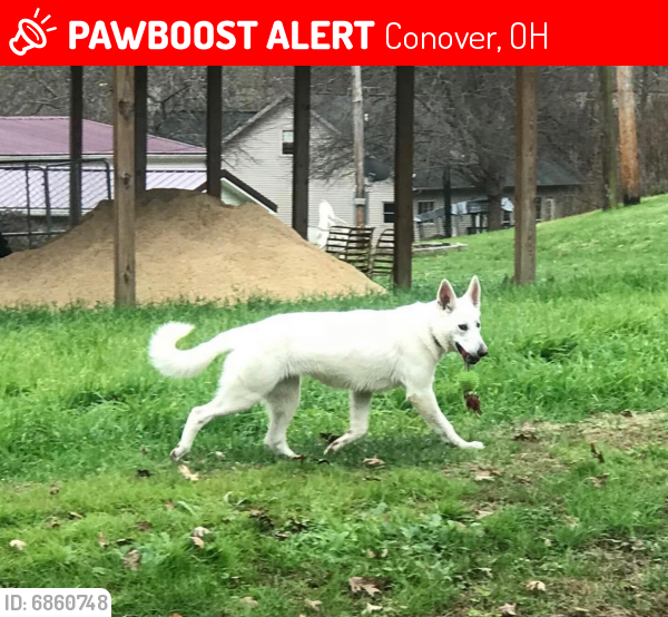 Lost Female Dog last seen Mahan Rd and N Elmtree Rd, Conover, OH 43072