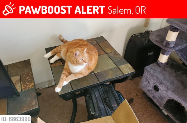 Lost Male Cat last seen Near Portland Road Northeast, Salem, OR 97305