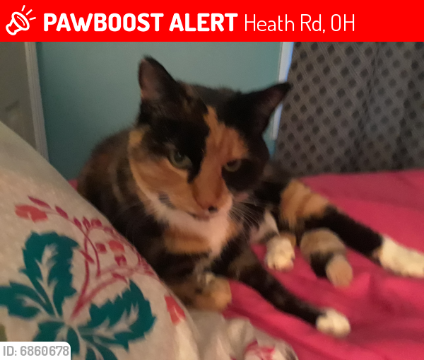 Lost Female Cat last seen Heath and Wilsin Mills, Heath Rd, OH 44026