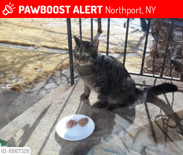 Lost Male Cat last seen Dune Court (upper), Northport, NY, Fort Salonga, NY 11768