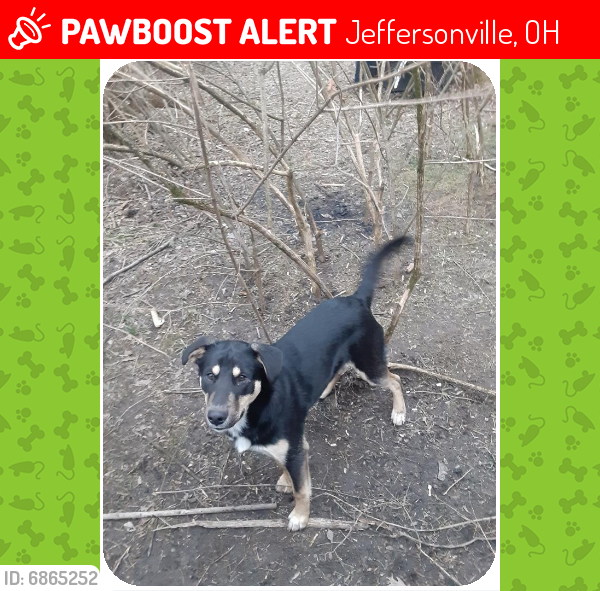 Lost Male Dog last seen Exit 69 St. Rt. 41 Jeffersonville, Ohio 43128, Jeffersonville, OH 43151