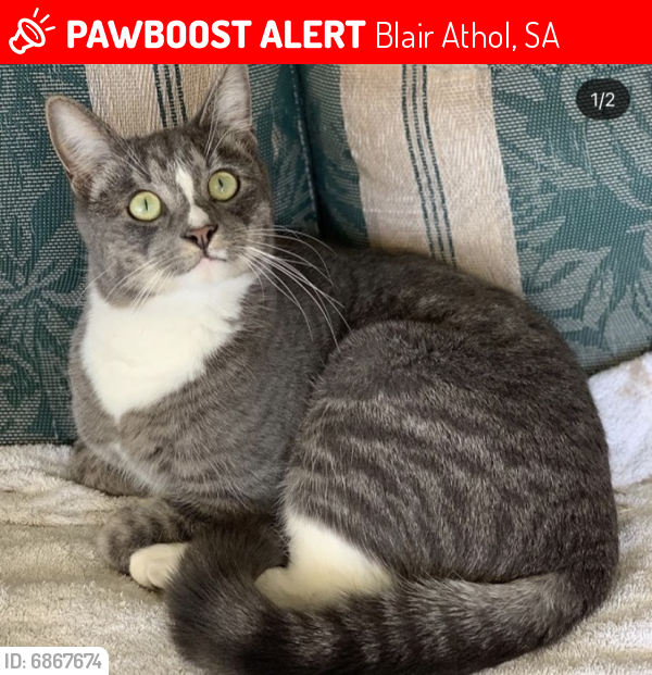 Lost Male Cat last seen Donald Street, Clifton Street - Blair Athol 5084 , Blair Athol, SA 5084