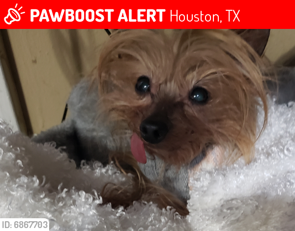 Lost Female Dog last seen Mapleton at Hazelhurst, Houston, TX 77043