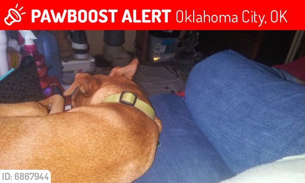 Lost Male Dog last seen 29th st. And independence, Oklahoma City, OK 73108