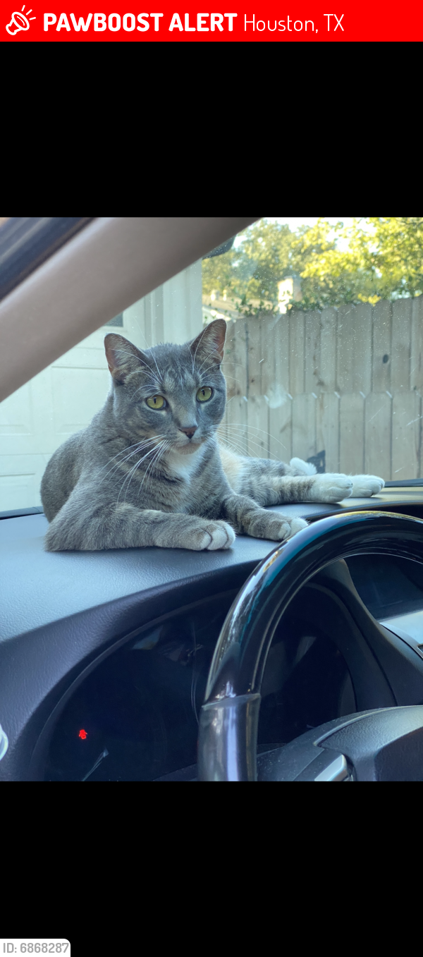 Lost Male Cat last seen Seagler and Okympia, Houston, TX 77042