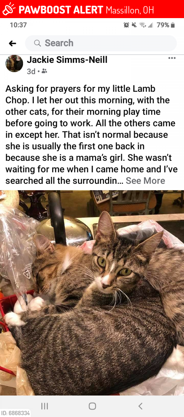 Lost Female Cat last seen Amherst Ave. Massillon , Massillon, OH 44646