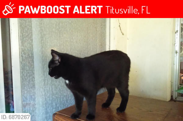 Lost Female Cat last seen Christine, Titusville, FL 32796