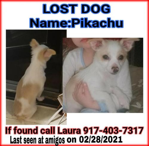 Lost Male Dog last seen Near Farm to Market Rd 609, Flatonia, TX 78941, Flatonia, TX 78941