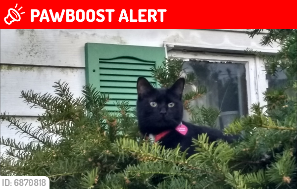 Lost Male Cat last seen Between Chelsea and Rumson, Cleveland Heights, OH 44118