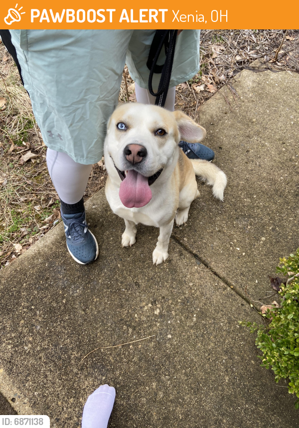 Found/Stray Male Dog last seen Mississippi dr xenia, Xenia, OH 45385