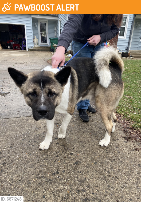 Found/Stray Male Dog last seen Beavercreek ohio, Beavercreek Township, OH 45434