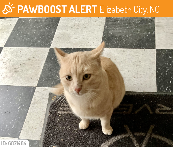 Found/Stray Male Cat last seen Near Jessup St Elizabeth City, NC 27909, Elizabeth City, NC 27909
