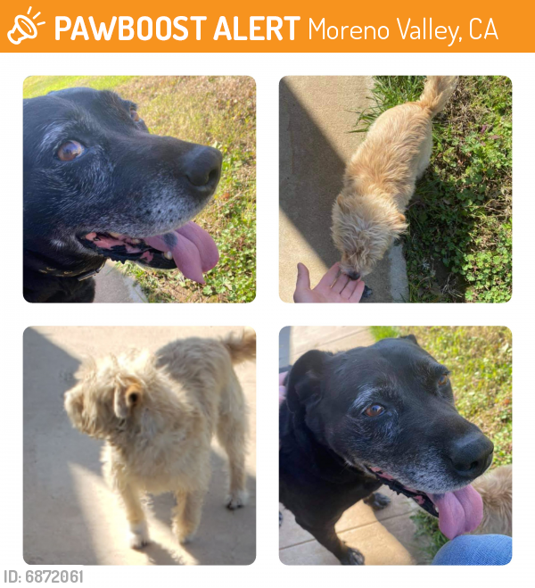 Found/Stray Male Dog in Moreno Valley, CA 92553 (ID: 6872061) | PawBoost