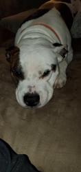 Lost Male Dog last seen Parkside Dr., High Point, NC 27262