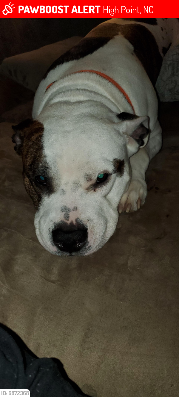 Lost Male Dog last seen Parkside Dr., High Point, NC 27262