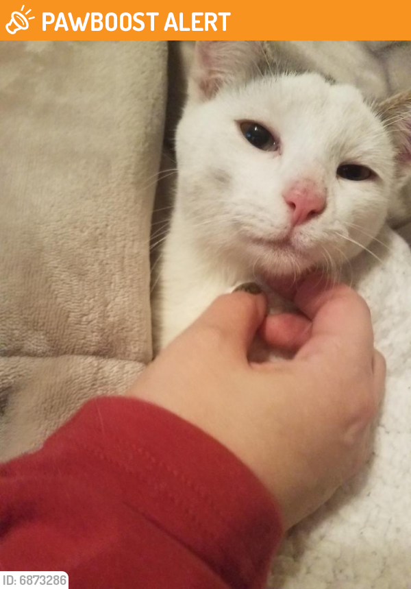 Found/Stray Male Cat last seen He was in a tree on cambridge rd se Rochester , Marion Township, MN 55904