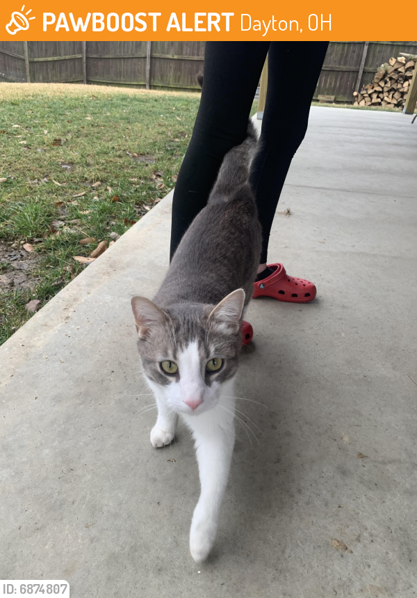 Found/Stray Unknown Cat last seen Union School House, Dayton, OH 45424