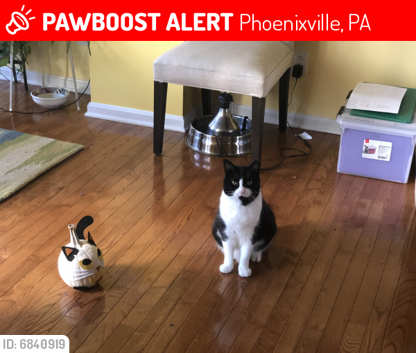 Deceased Unknown Cat last seen Egypt Rd and Longford Rd, Phoenixville, PA 19460