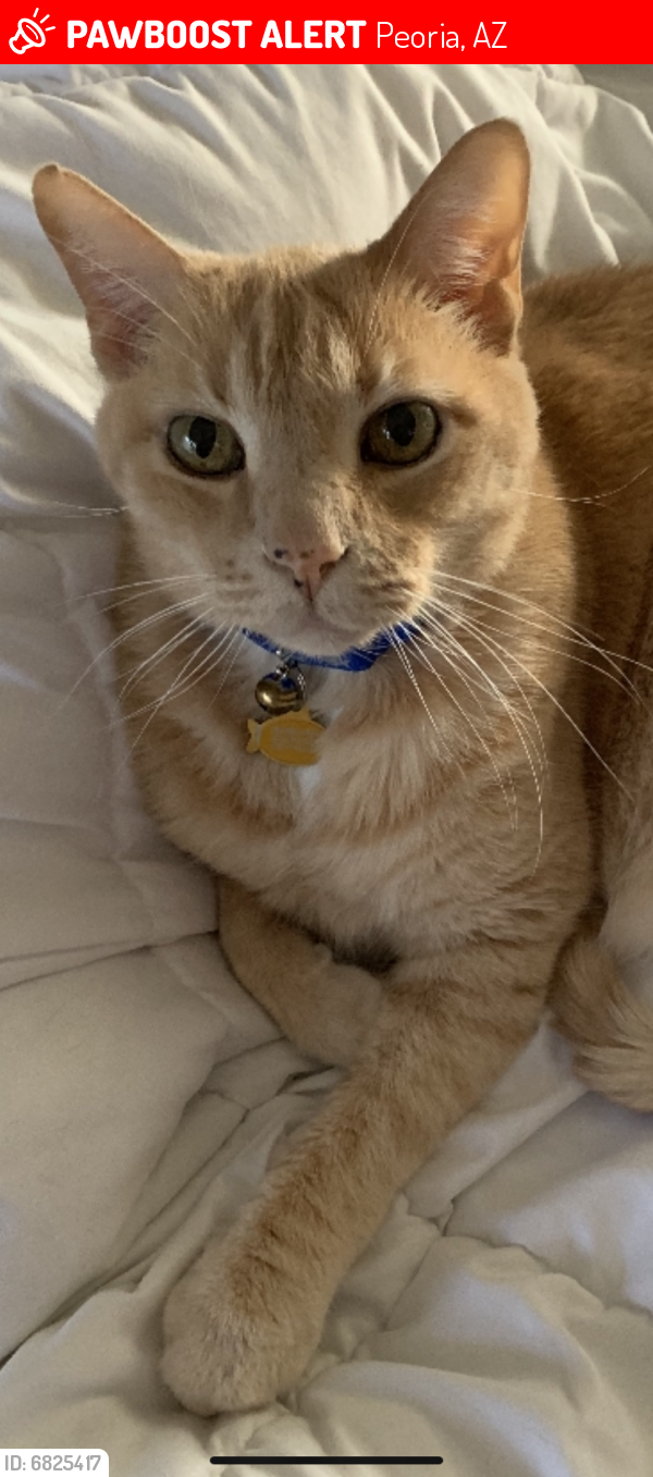 Deceased Male Cat last seen 75th Ave and Thunderbird , Peoria, AZ 85381