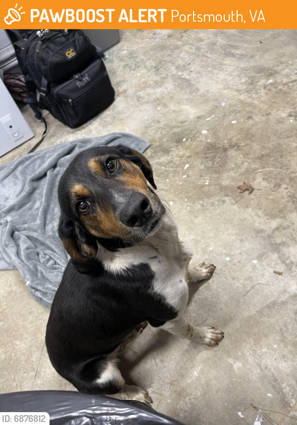 Found/Stray Male Dog last seen Happy acres road and George Washington highway, Portsmouth, VA 23702