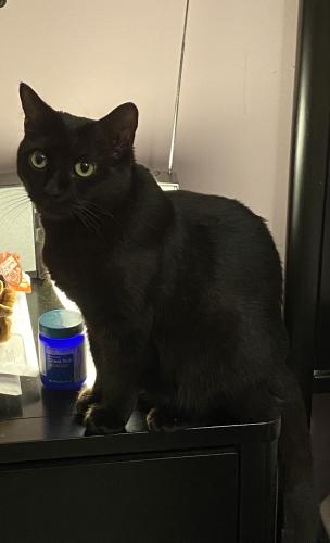Lost Female Cat last seen SW 140 Ave and 38 St, West End, FL 33175