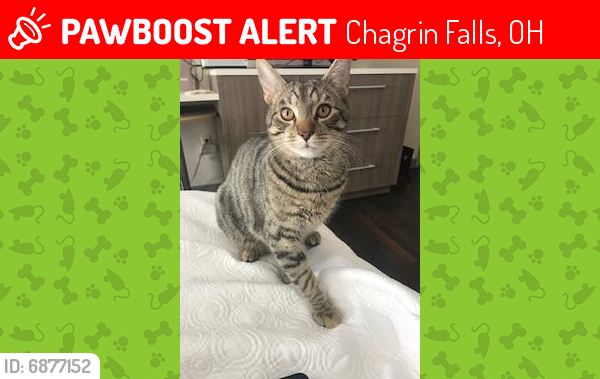 Lost Male Cat last seen Lyndale Dr, Chagrin Falls, OH 44022