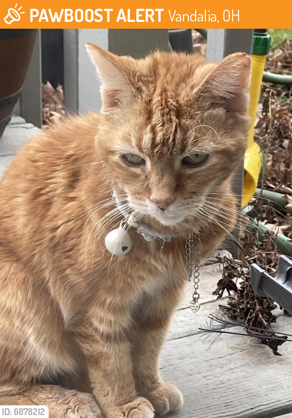 Found/Stray Unknown Cat last seen National & Bristol , Vandalia, OH 45377