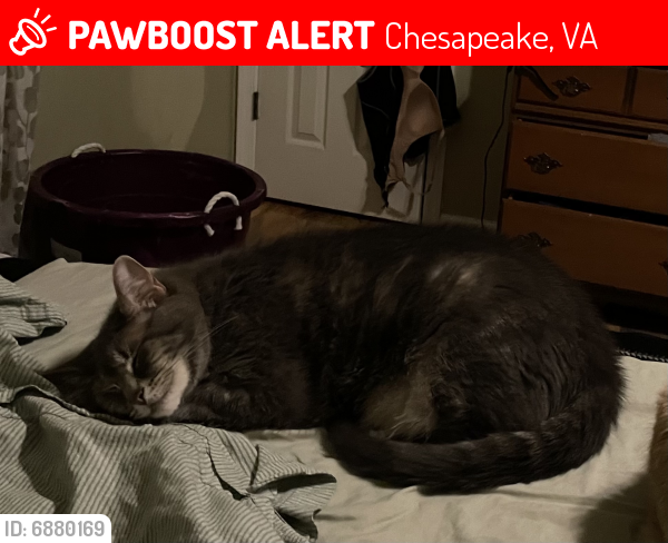 Lost Male Cat last seen At my house. , Chesapeake, VA 23323