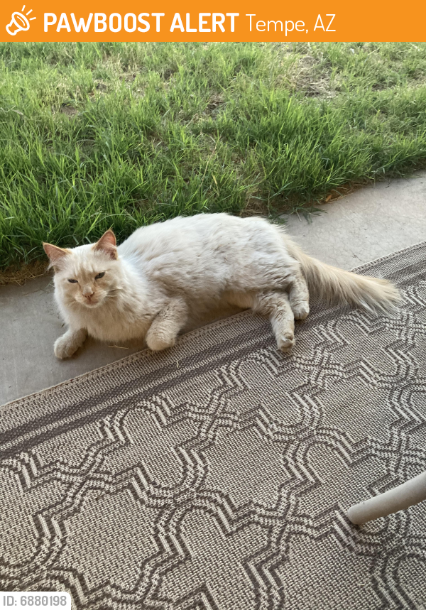 Found/Stray Unknown Cat last seen Margo Ln & Beck Ave, Tempe, AZ 85281