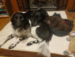 Lost Male Dog last seen Buckthorn road, Chapel Hill, NC 27510
