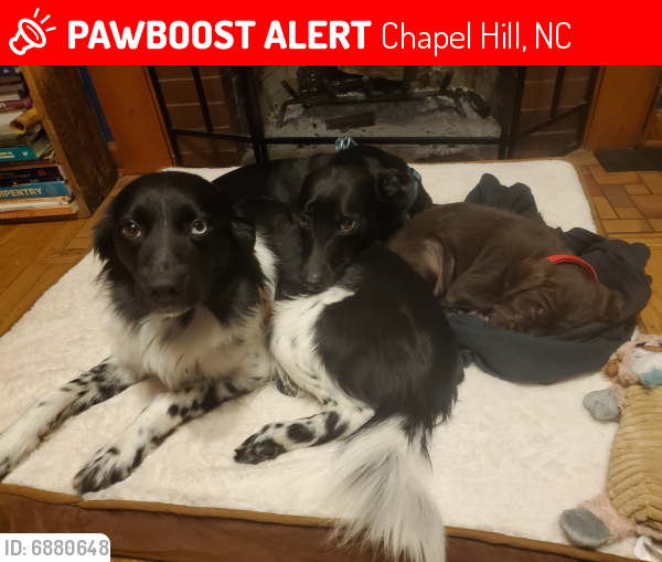 Lost Male Dog last seen Buckthorn road, Chapel Hill, NC 27510