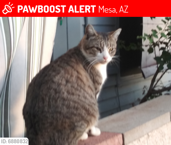 Lost Male Cat last seen Helens Hope Chest, Mesa, AZ 85201