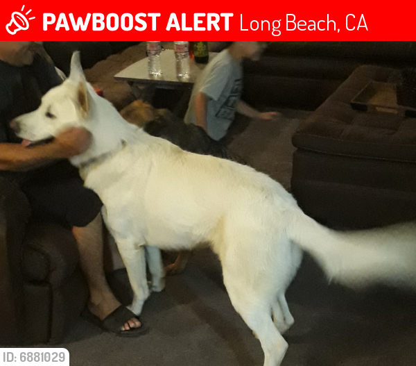 Lost Male Dog last seen Atlantic and Artesia in Long beach , Long Beach, CA 90805