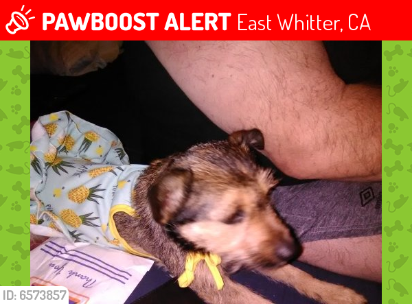 Lost Unknown Dog last seen Big lots and Painter, East Whitter, CA 90602