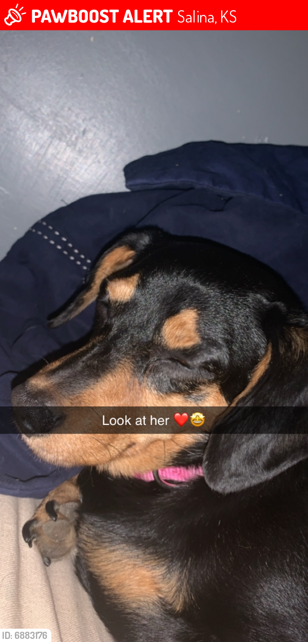 Lost Female Dog last seen 9th street, Salina, KS 67401