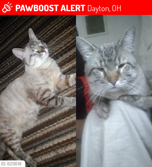 Lost Male Cat last seen Last seen on the corner of fifth street and hedges, could be in any of the surrounding areas, Dayton, OH 45403