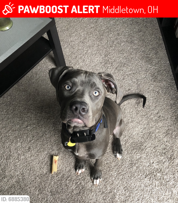 Lost Male Dog last seen Lisa lane Middletown, OH, Middletown, OH 45042