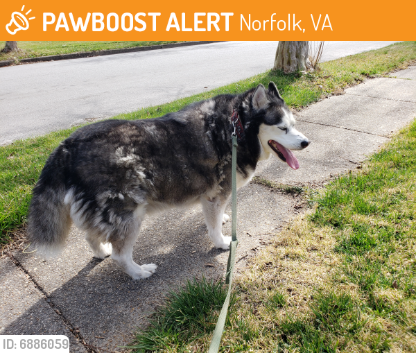 Found/Stray Unknown Dog last seen Johnston Rd, Norfolk, VA 23518