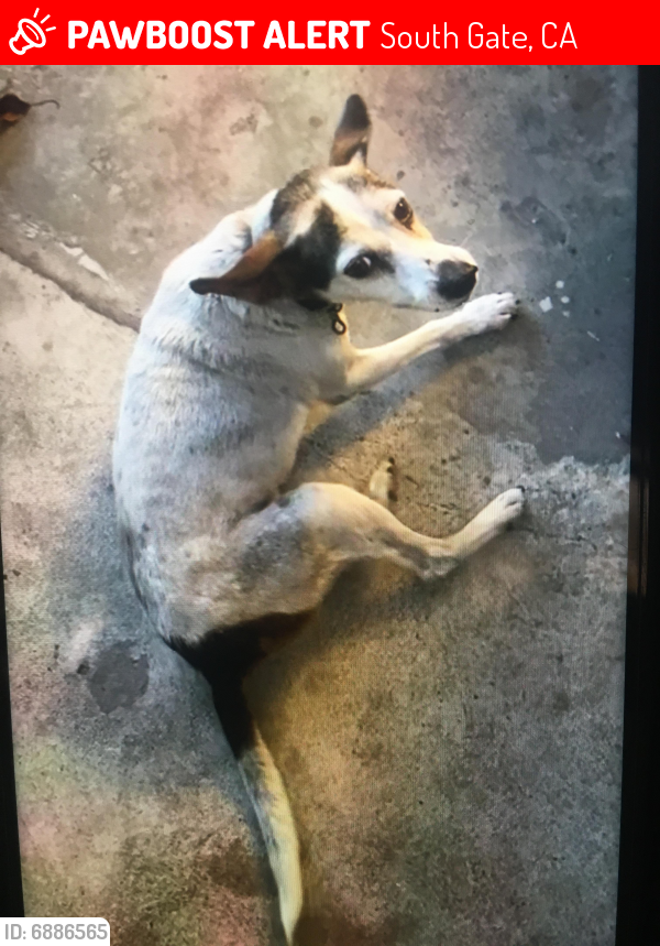 Lost Female Dog last seen Hildreth and tweedy , South Gate, CA 90280