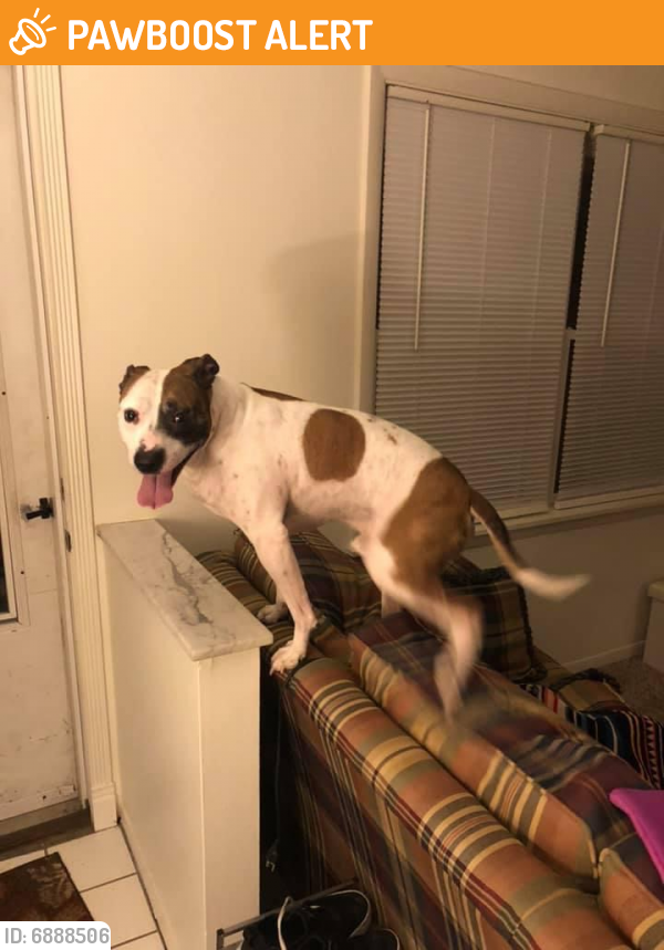 Found/Stray Unknown Dog last seen Windsor Park Drive and Essington Circle, Washington Township, OH 45459