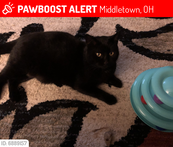 Lost Male Cat last seen Eck Road , Middletown, OH 45042