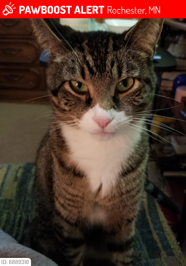 Lost Male Cat last seen Heritage pl nw and ashland drive nw, Rochester, MN 55901