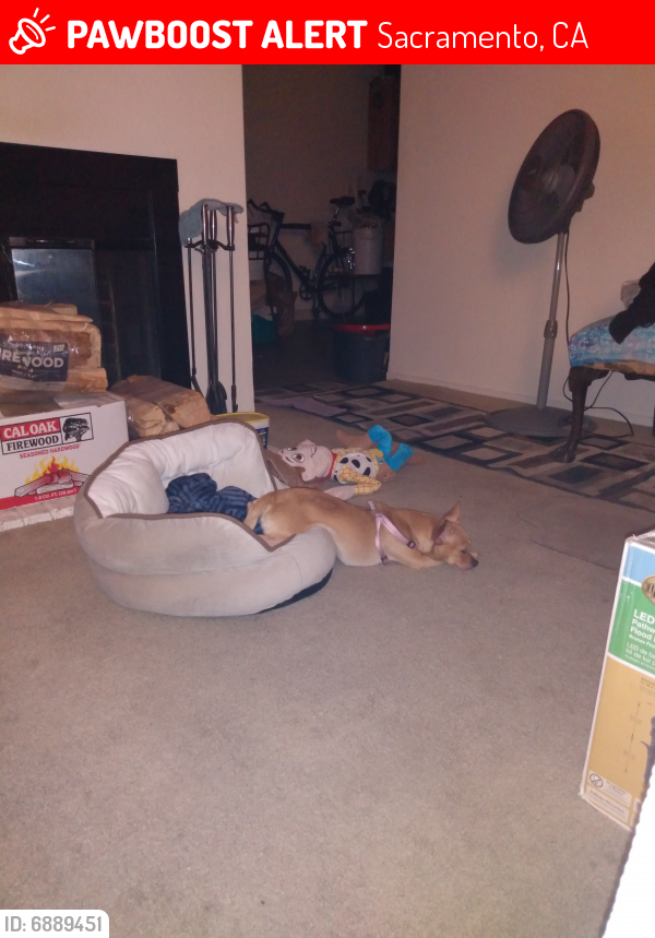 Lost Female Dog last seen The Rink Studio on del Paso blvd, Sacramento, CA 95815