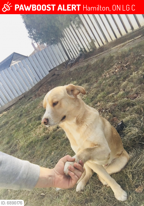 Lost Male Dog last seen Hwy#8 and Mullen rd  Stoneycreek , Hamilton, ON L8G 4C8