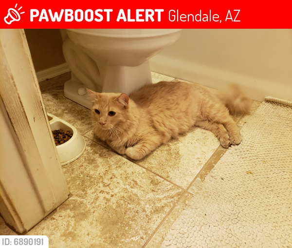 Lost Female Cat last seen Near W CHAMA DR GLENDALE AZ 85310, Glendale, AZ 85310