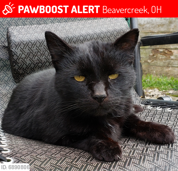 Lost Unknown Cat last seen Oxmoor Dr. & Winthrop Dr., Beavercreek, OH 45430